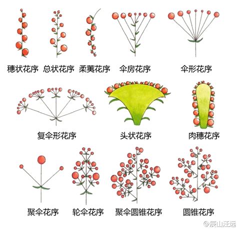 傘狀花序|花序種類